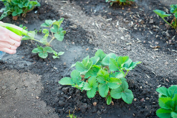 Treatment of strawberries with chemistry from pests.