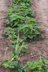 Beds with young strawberry bushes in a vegetable garden at summer. Concept of healthy and eco food and gardening. Vertical.