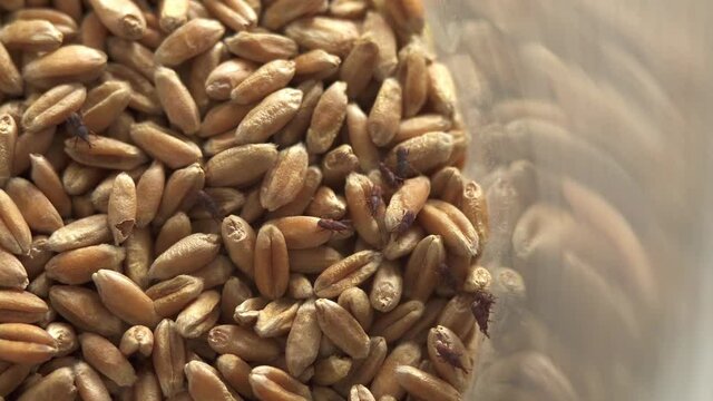 Wheat pests are moving. Petri dish full of spoiled wheat with wheat weevil. Research in the laboratory of the farm. Wheat testing and food quality check concept. Food Analysis Process

