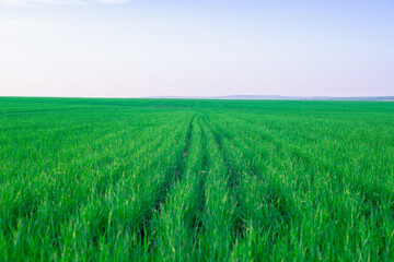Green field. The planting rose in rows.