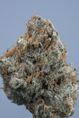 Cannabis Flower Macro - Strain: Chocolate Grape Diesel