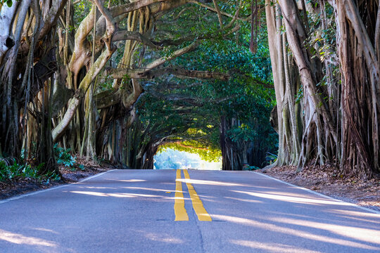 Banyan Tree Tunnel in Stuart Florida