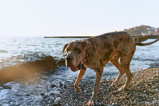 big dog great dane on beach walking drinking