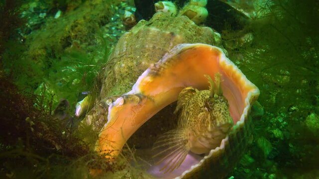 Tentacled blenny (Parablennius tentacularis) on the seabed, Black Sea.