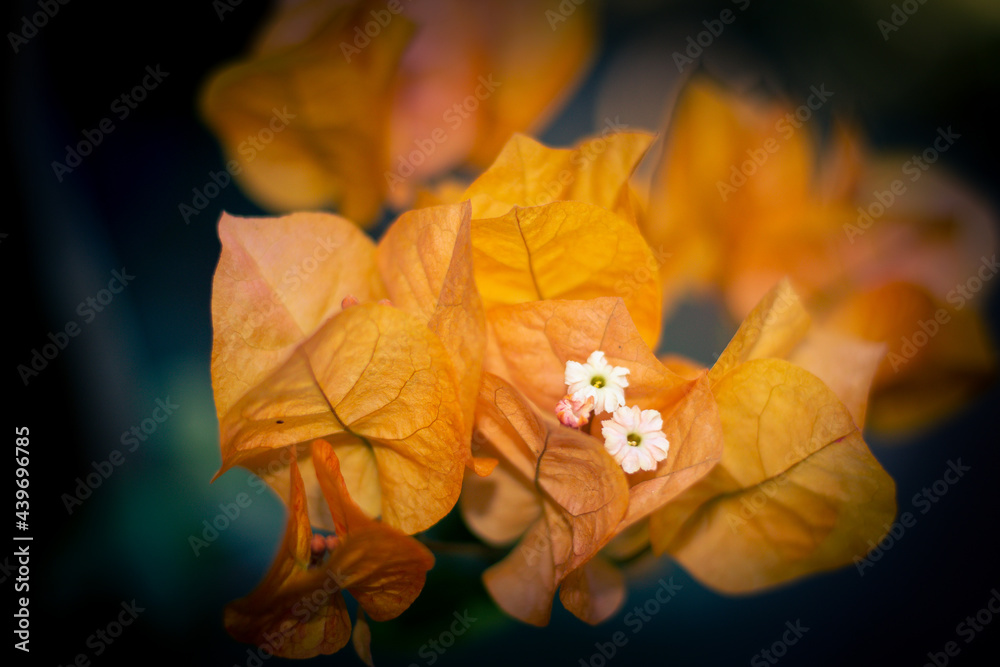 Wall mural sao paulo, sp, brazil - may 25 2021: orange bougainvillea flower detail