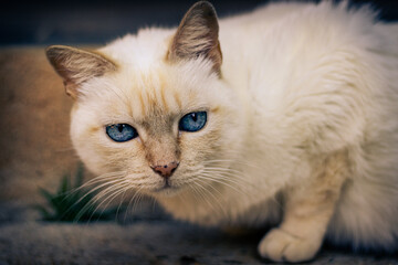 Sao Paulo, SP, Brazil - May 25 2021: White cat face with long mustaches sitting with blue eyes and stare.