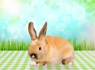 Rabbit.