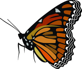 Butterfly with spots on white background. Vector illustration