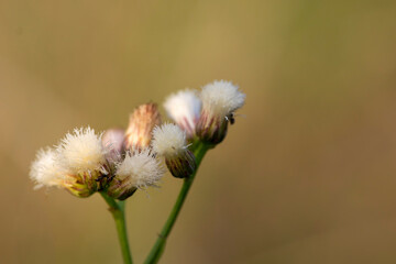 wildflowers with a small ant on one of them with unfocused background and copy space.
