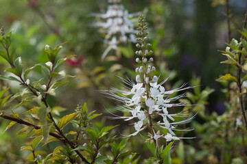 Orthosiphon aristatus flower is blooming