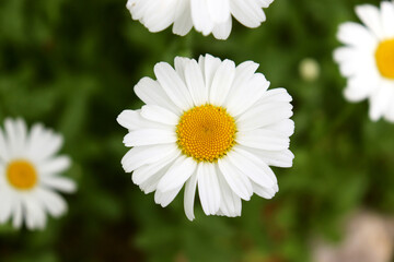 White daisies on a green blurred background. Beautiful floral background. View from above