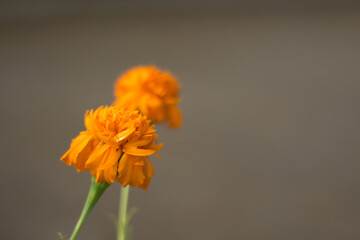Marigold flower in bloom, photo using blur or bokeh effect.