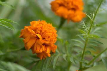 Marigold flower in bloom, photo using blur or bokeh effect.