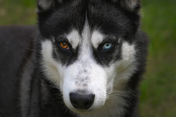 Obraz premium cane occhi husky sguardo occhi azzurri sguardo cane 