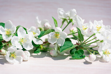 Naklejka na ściany i meble Flowers are white on a light table.