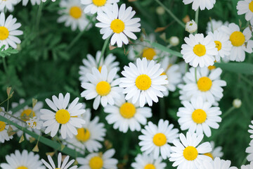 Camomile in the nature. Camomile daisy flowers field in summer day. Chamomile flowers background.