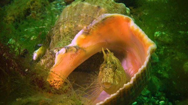Tentacled blenny (Parablennius tentacularis) on the seabed, Black Sea.
