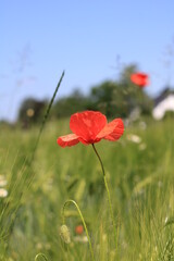 Blütenblätter Mohnblume