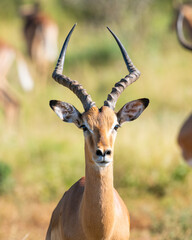 Male impala antelope portrait against unfocused green background