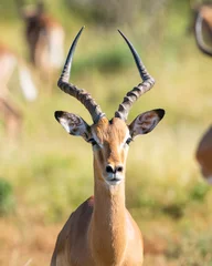 Fototapeten Männliches Impala-Antilopenporträt vor unscharfem grünem Hintergrund © ilyaska