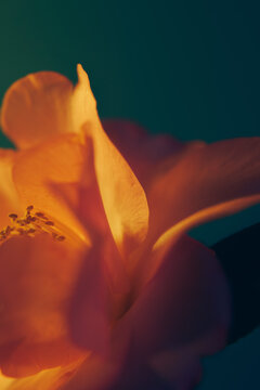 spring camellia.