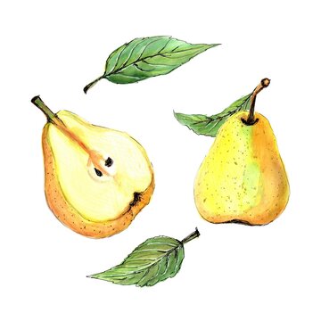 Pears, watercolor hand painted illustration, isolated on white background