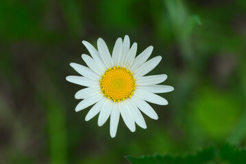 Fototapeta premium Meadow daisies close-up on green background