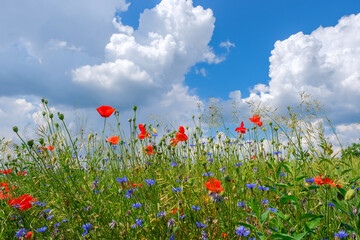 Fototapeta na wymiar Poppies and cornflowers and other wild flowers on meadow against blue sky background closeup. Beautiful summer background, copy space