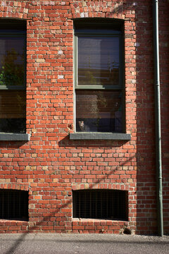 Tiny tabby cat looking out of apartment window
