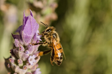 bee sucking nectar from a lavender flower
