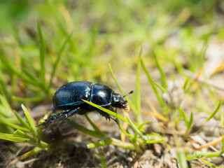 żuk w trawie, bliskie makro