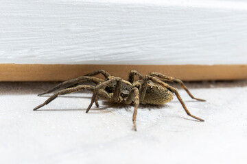 live big spider on light background