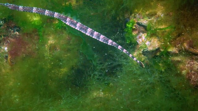 Narrow-snouted pipefish (Syngnathus tenuirostris) on the seabed among algae, Black Sea, Red Book Ukraine