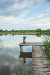 Springer Spaniel dog sitting on beautiful lake pier during sunset.