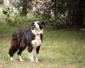 Fototapeta na wymiar full-length border collie dog standing in a garden outdoors