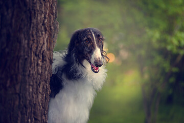 Portrait of the Russian borzoi on the green background