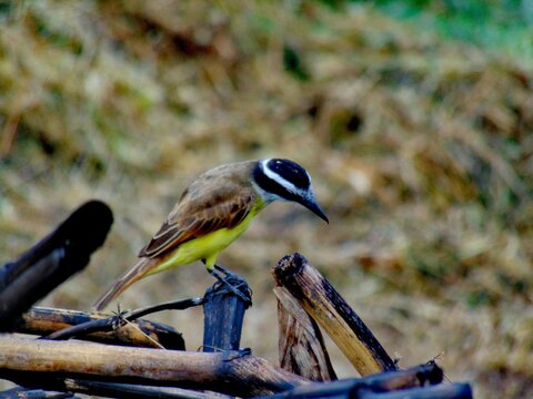 Bird