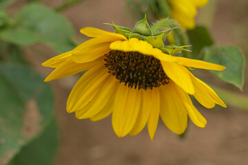 sunflower blooming close-up natural background 
