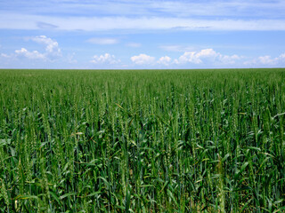 緑の麦畑と青空