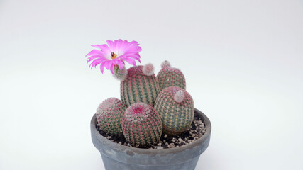 Cactus Echinocereus rigidissimus rubispinus with flower angled view