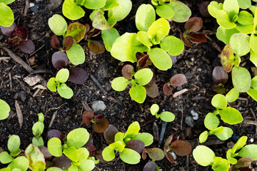 Background of fresh lettuce salad growth on the ground soil in the garden in spring season.