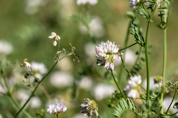 Crown Vetch flowers in selective focus, growing in the summer. This is an invasive species in North America
