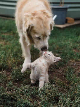 Golden retriever dog meeting ginger kitten