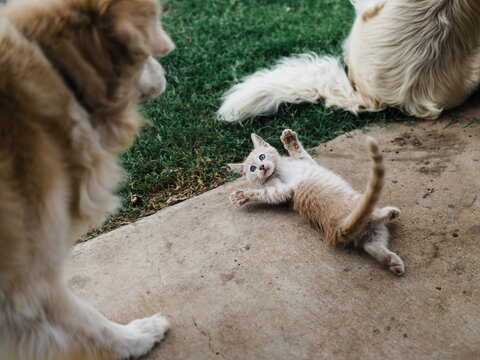 Golden retriever dog meeting ginger kitten