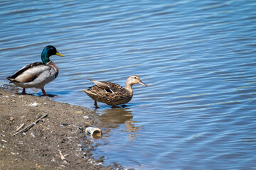 A female mallard and male drake duck family dips their feet in the water to swim. Beer can litter in the photo