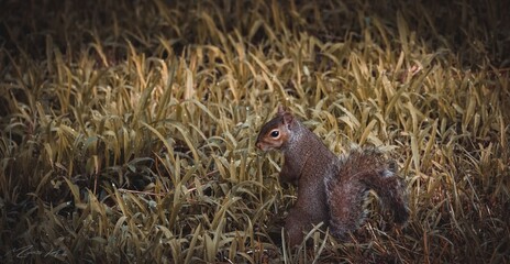 Naklejka premium Squirrel