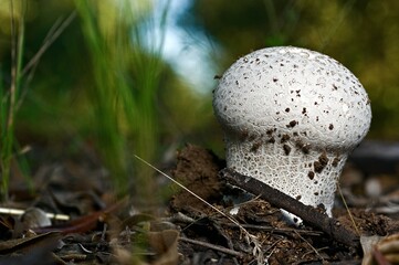 fungus of the species Calvatia