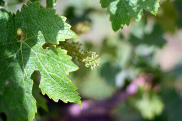 Vineyard, tiny grapes in their growth process, for future large bunches.