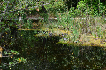 Turtles on the shore of the pond of green waters, among the vegetation.	