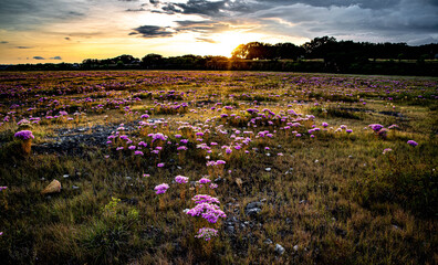 field of pinks flowers at sunset
